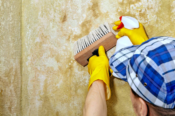 Pymatuning Central, PA Mold Removal Company