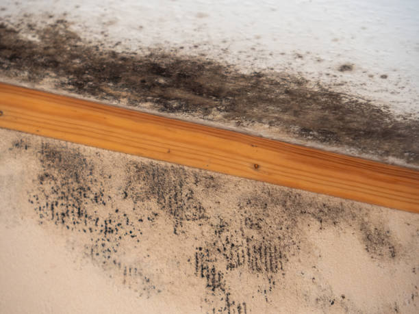 Best Black Mold Removal  in Pymatuning Central, PA